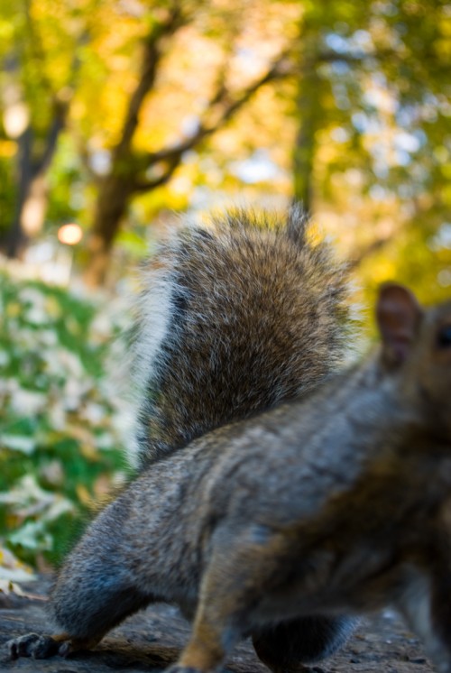 squirrels approach in Montreal, Quebec