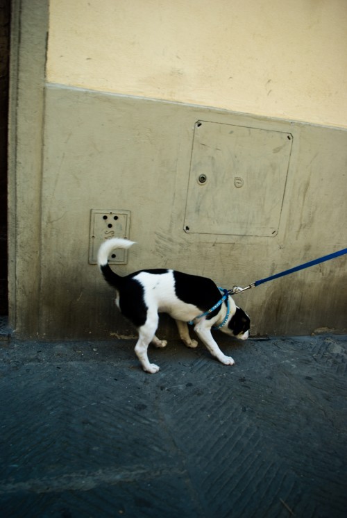 Dog in Firenze marking territory