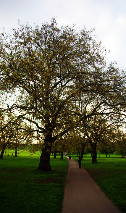 Tree and path in Regent's Park, London